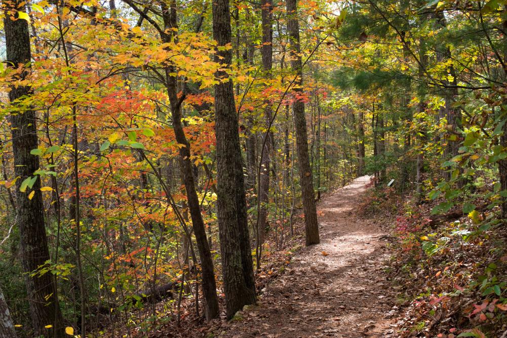 Bent Creek Trail at the NC Arboretum
