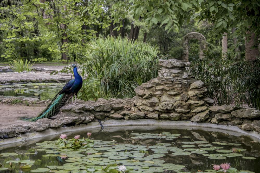 Peacock and Swamp pool at Mayfield park and preserve in Austin Texas