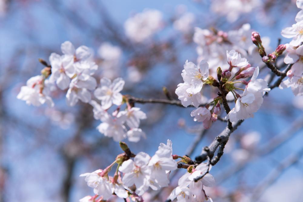 Cherry Blossoms