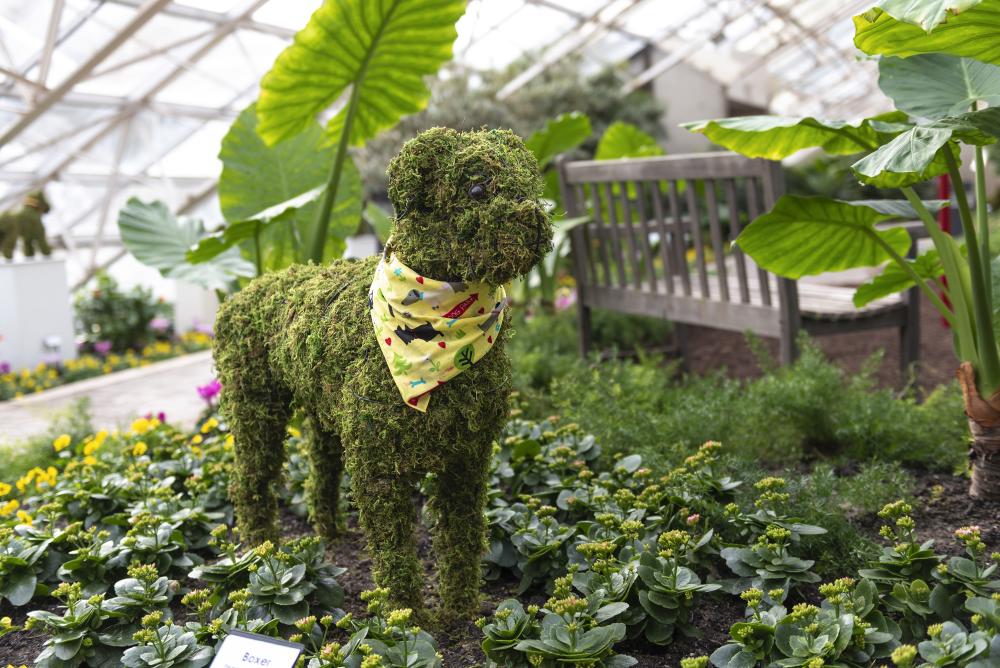 Dog Days of Winter exhibit at the Botanical Conservatory