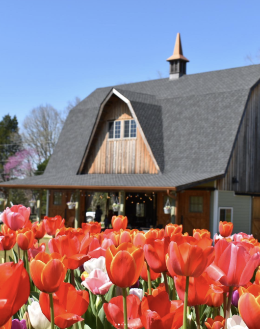 8th Annual Tulip Fest