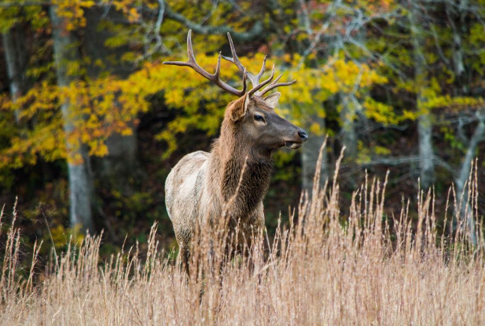 Elk Cataloochee in Fall 2017