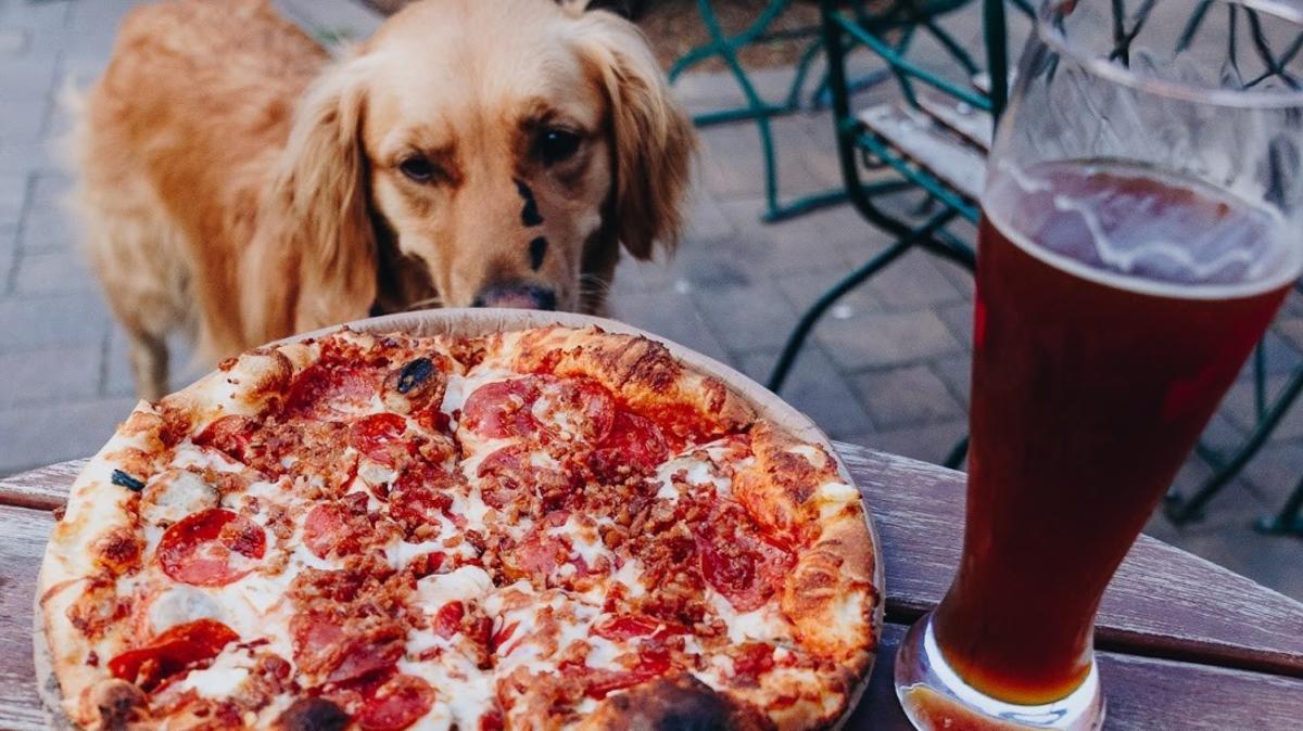 Golden Retriever and Pizza at Shulz Brau Brewing 