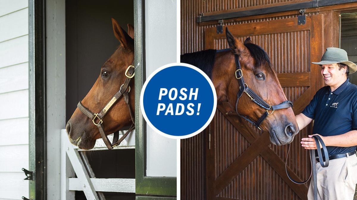 Two panel image of two different horses looking out of their stables with the text "Posh pads!" in the center.