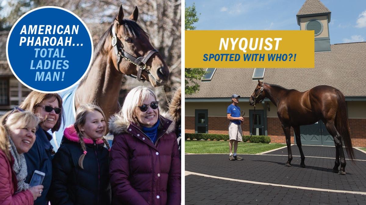 A two panel image of people with horses. The left says "American Pharoah... total ladies man!" and the right says "Nyquist spotted with who?!"