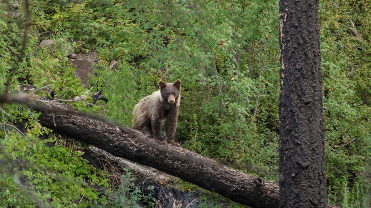 Virtual Bear Festival