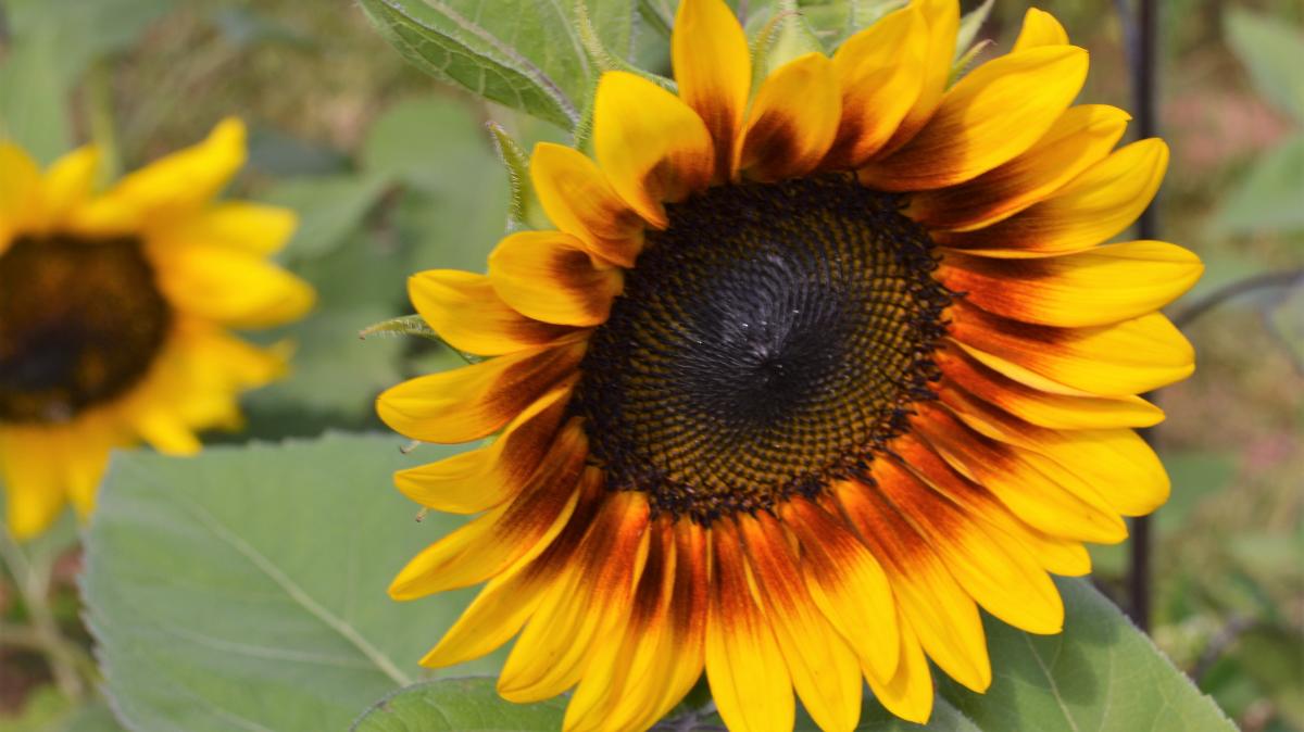 2 sunflowers at burnside farms