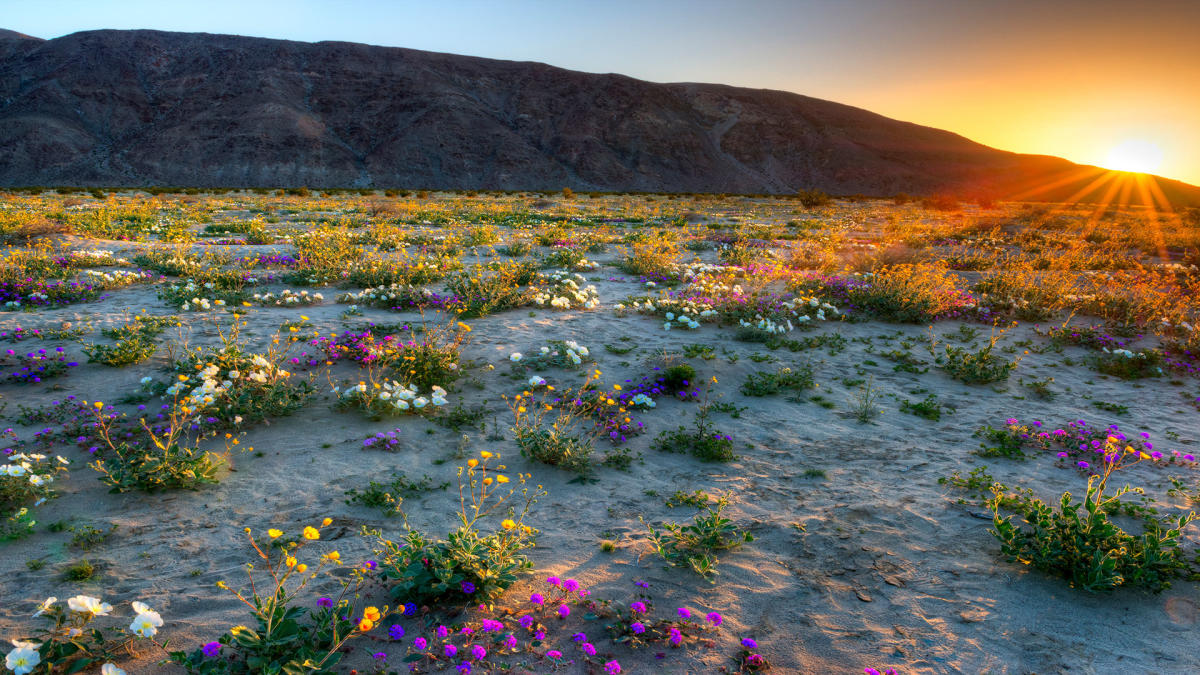 Things to Do in Borrego Springs