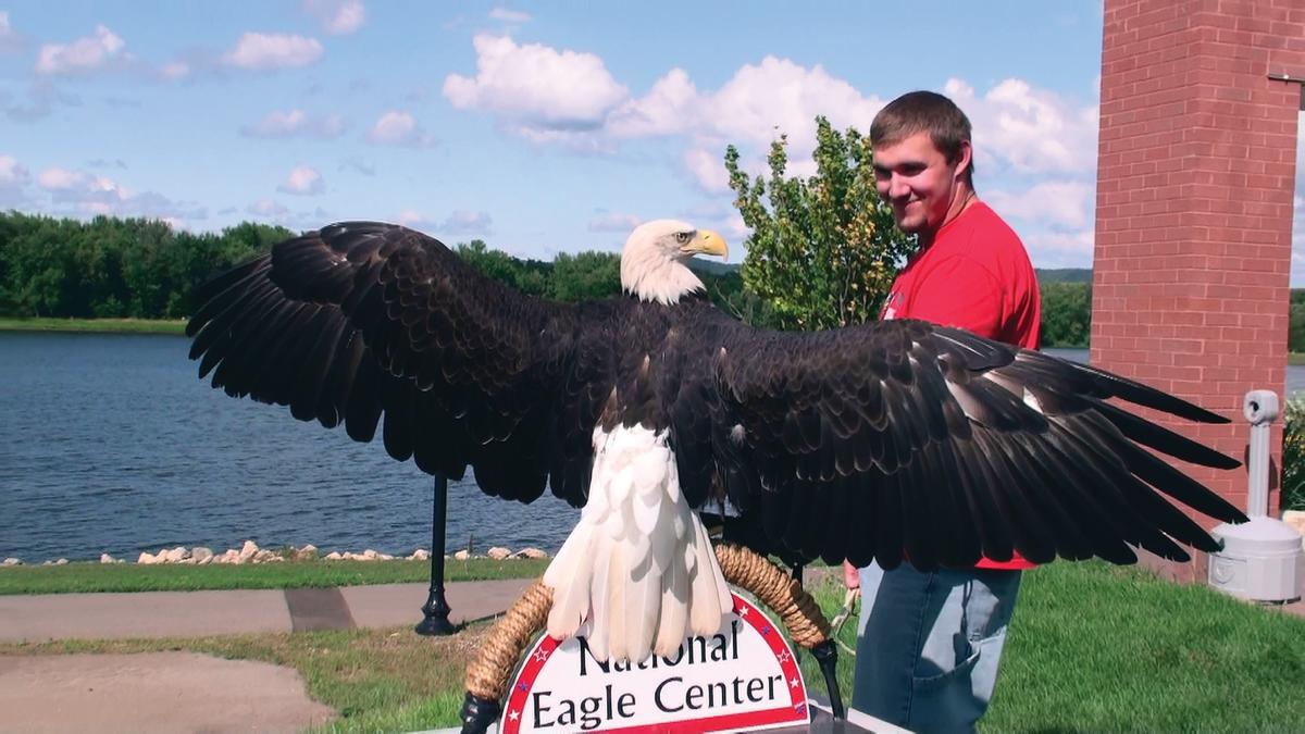 A man smiles as a bald eagle lands near him at the National Eagle Center in Wabasha, MN.
