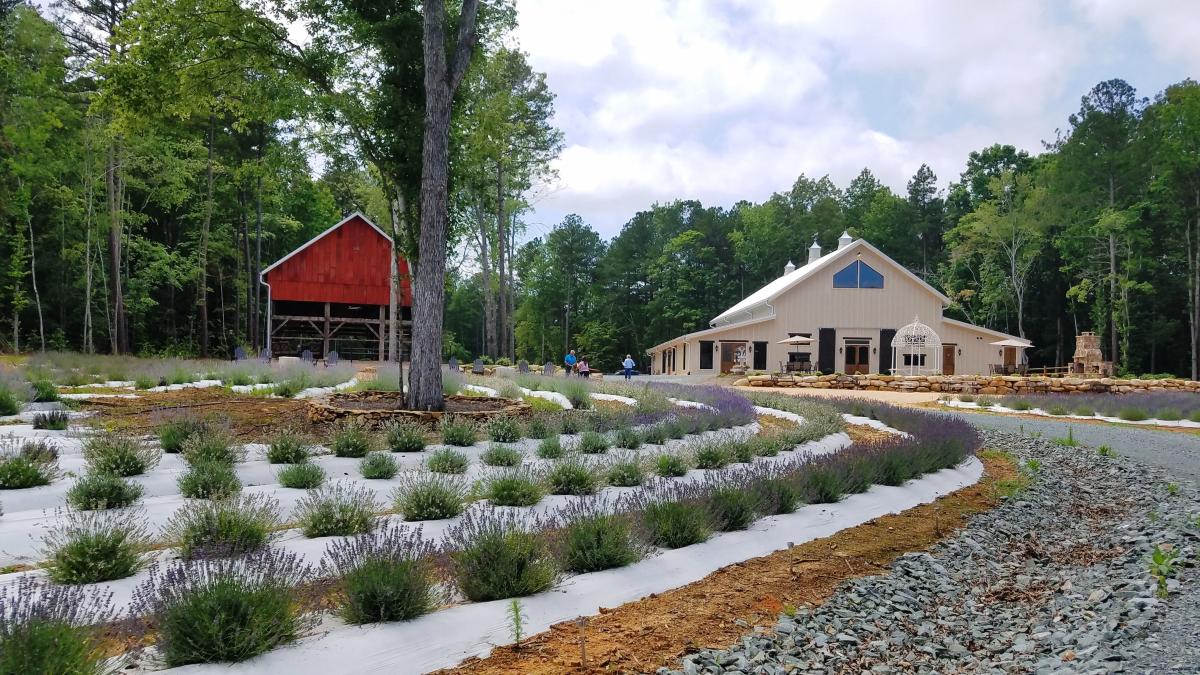 Lavender Oak Farm