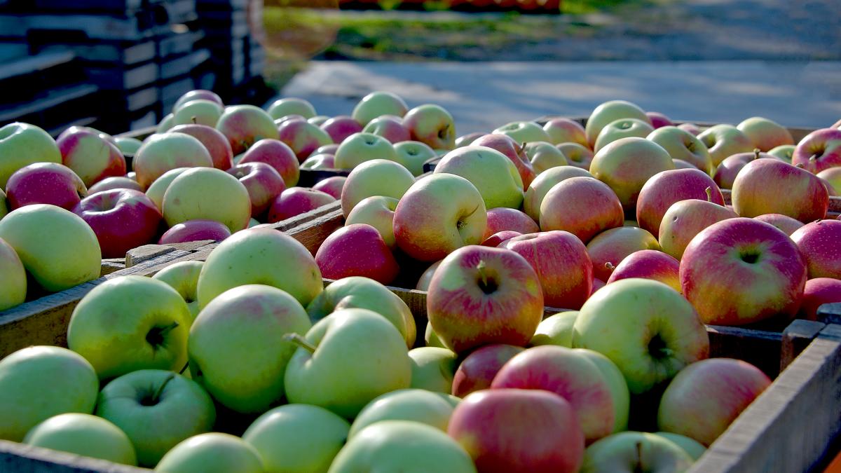 Fall Festival at Cooks Apple Farm