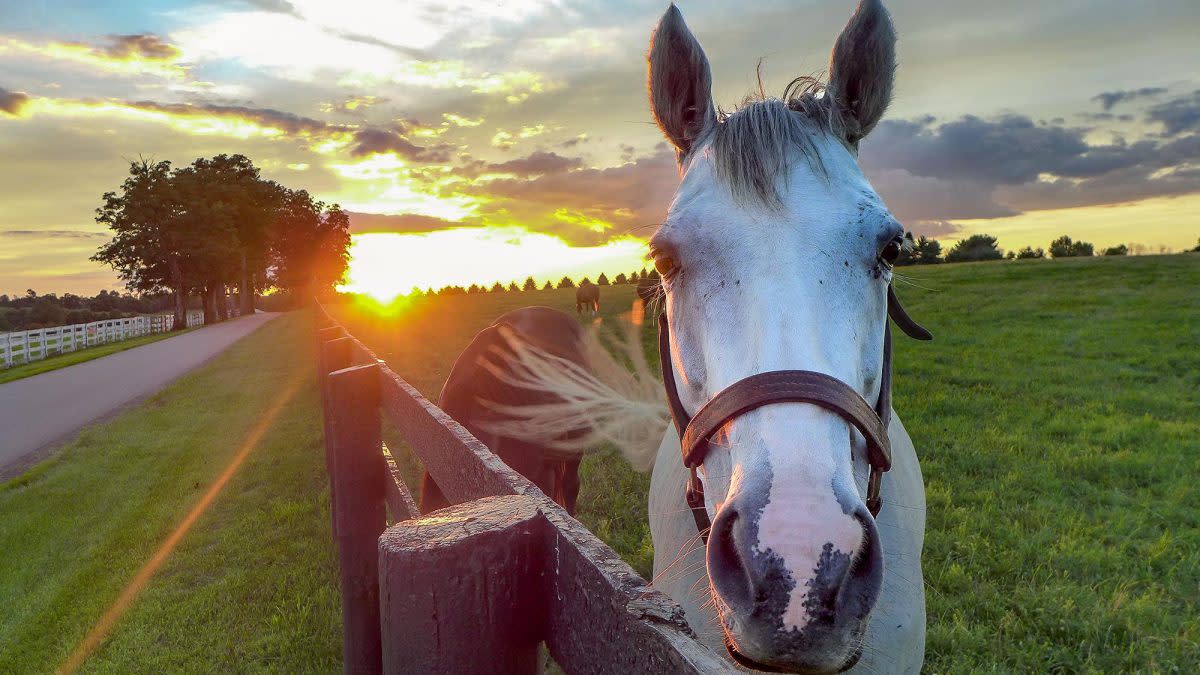 White horse next to fence with sunset in the background.