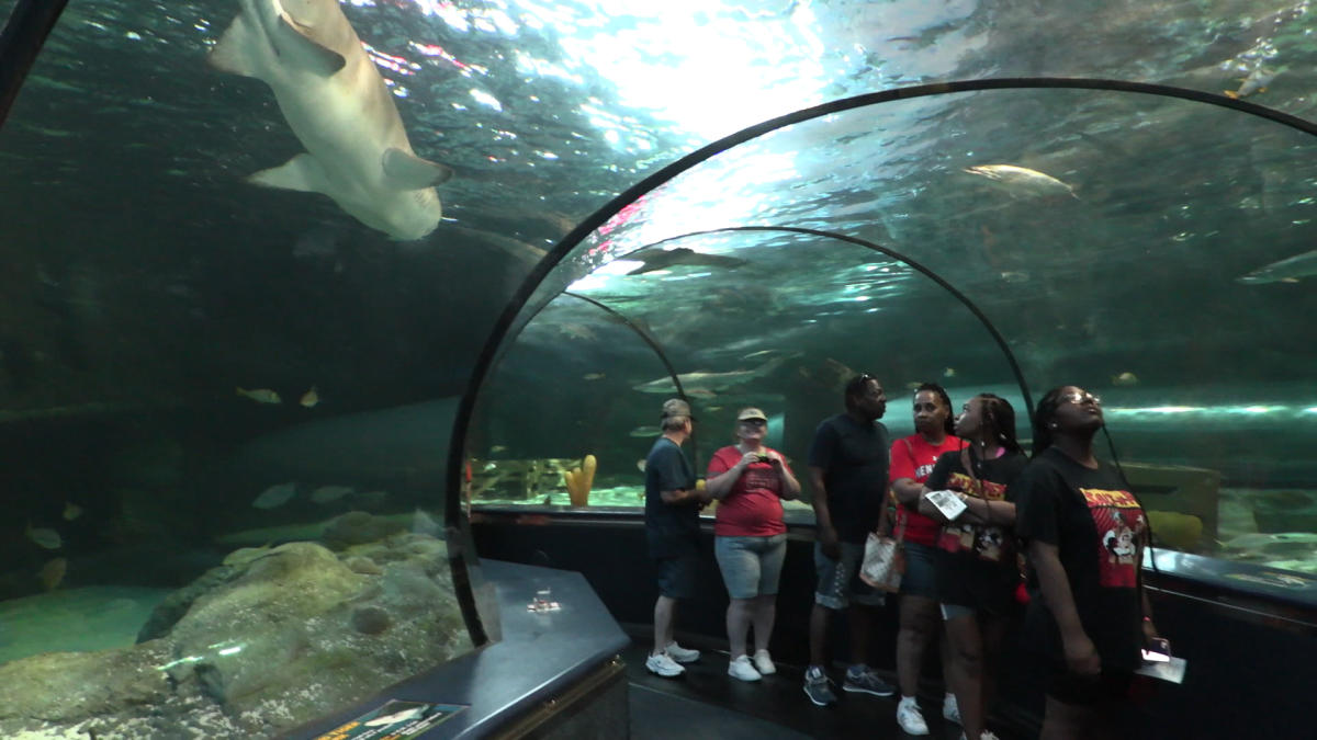 News Flash: Sharks Live in the Ocean. And They’re Really Cool! | Visit