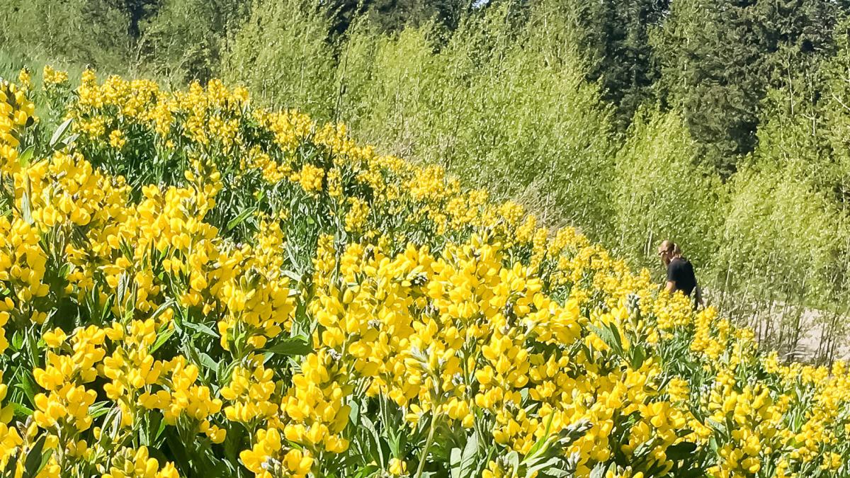 Thermopsis montana - Mountain Goldenbanner