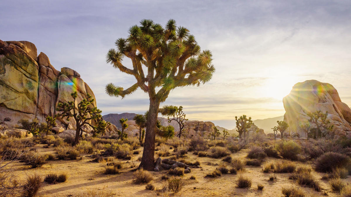 Joshua Tree National Park