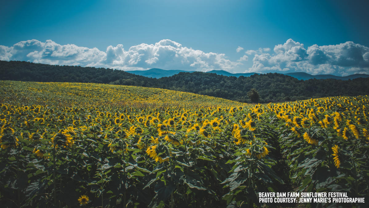 Beaver Dam Farm Sunflower Festival