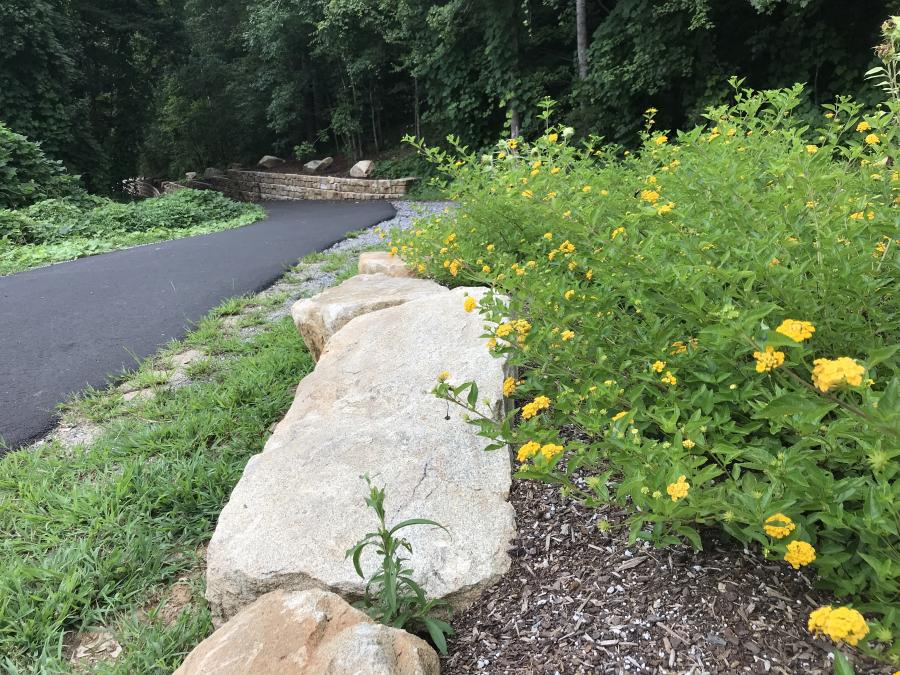 Wildflowers along the Purple Martin Greenway