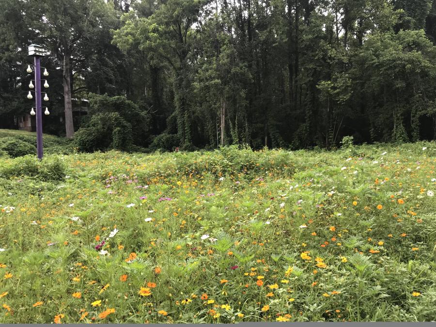Birdhouses and wildflowers on the Purple Martin Greenway