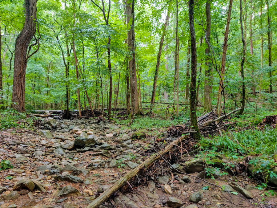 Green Forest And Creek Bed in Keel Mountain Nature Preserve