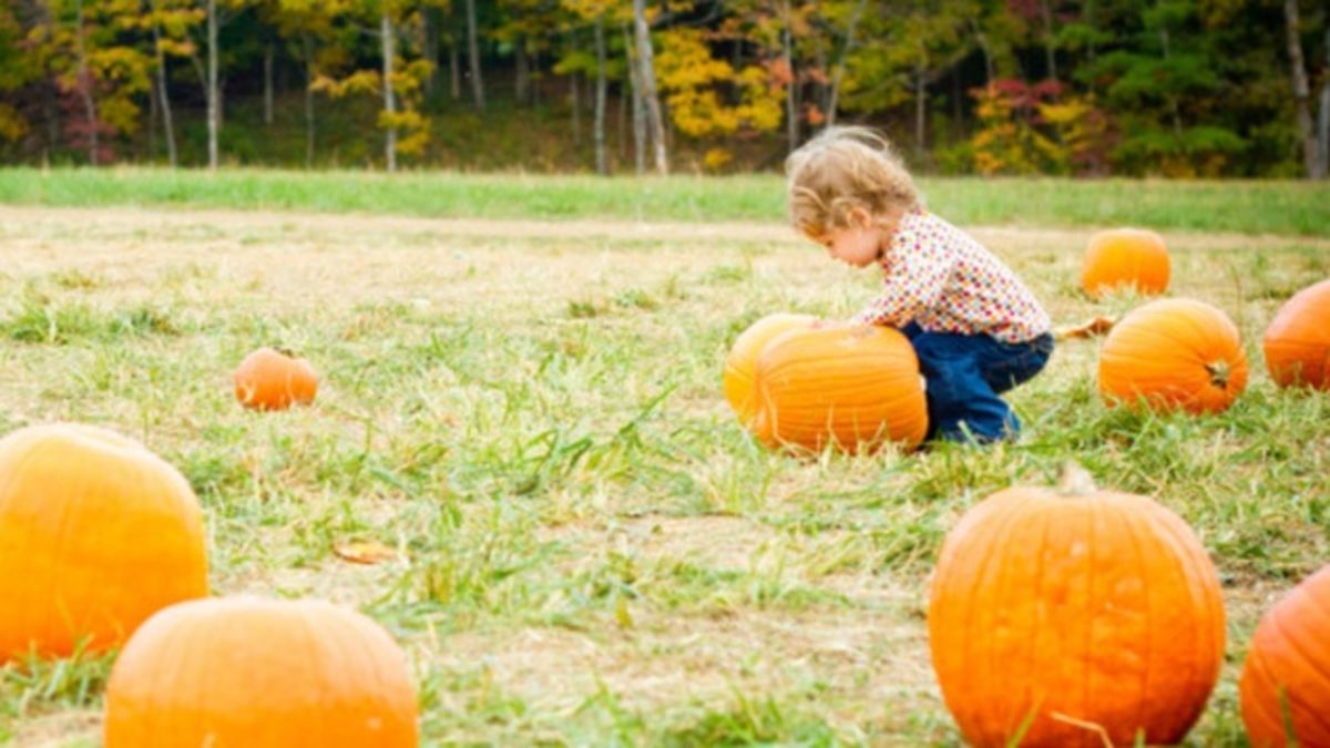 Oakes Farm Corn Maze And Pumpkin Patch