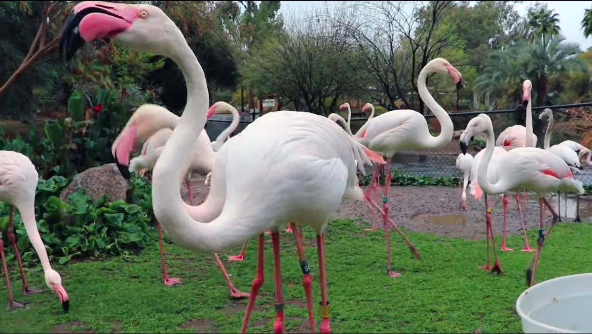 Flamingos at the Phoenix Zoo Virtual Tour