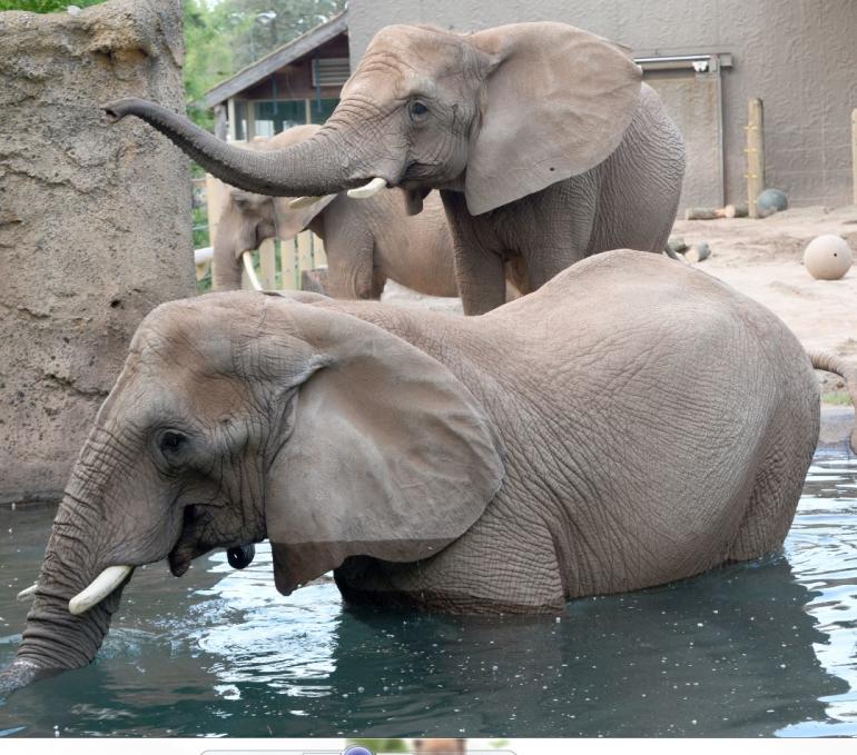 Elephants at Seneca Park Zoo