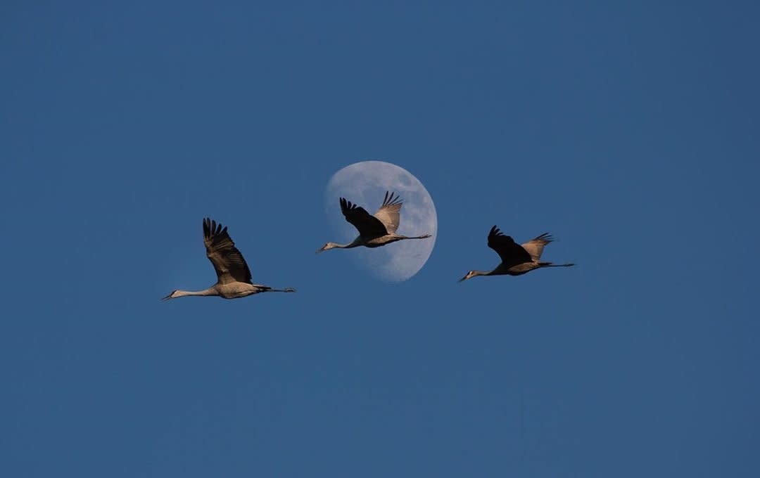 Sandhill Cranes Moon