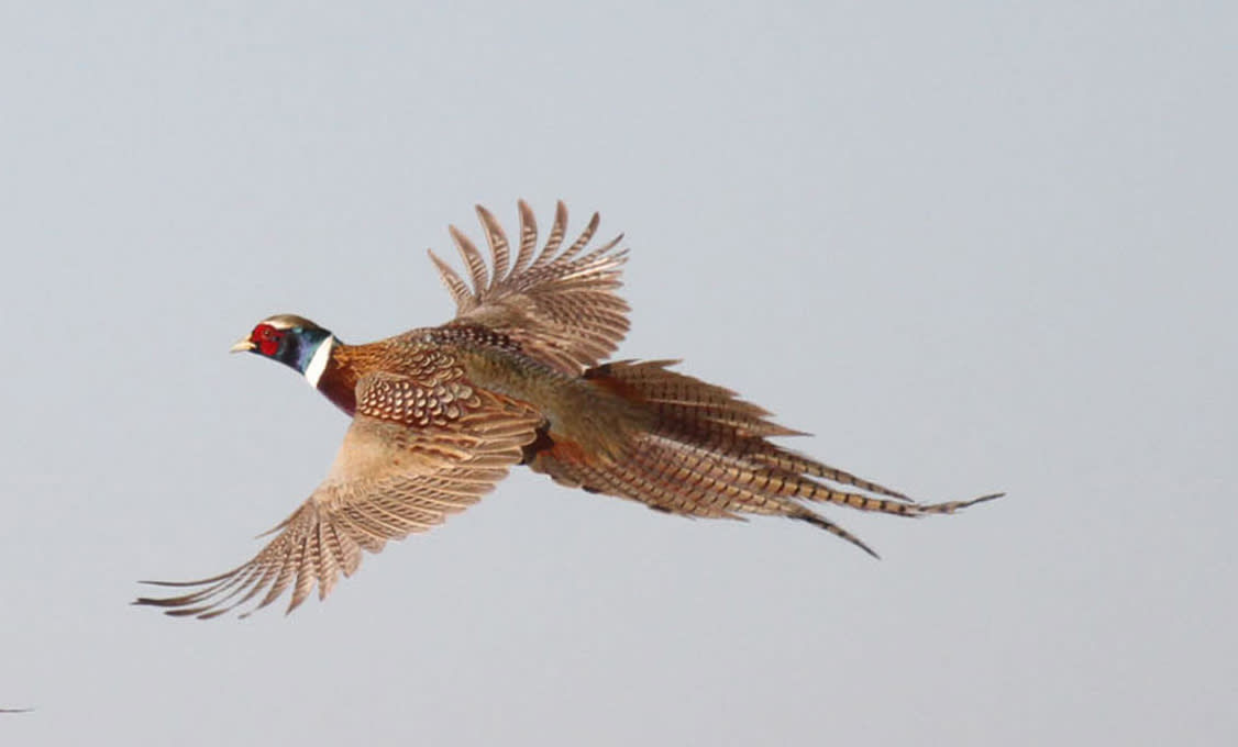 Kansas Pheasant & Quail Hunting Regulations