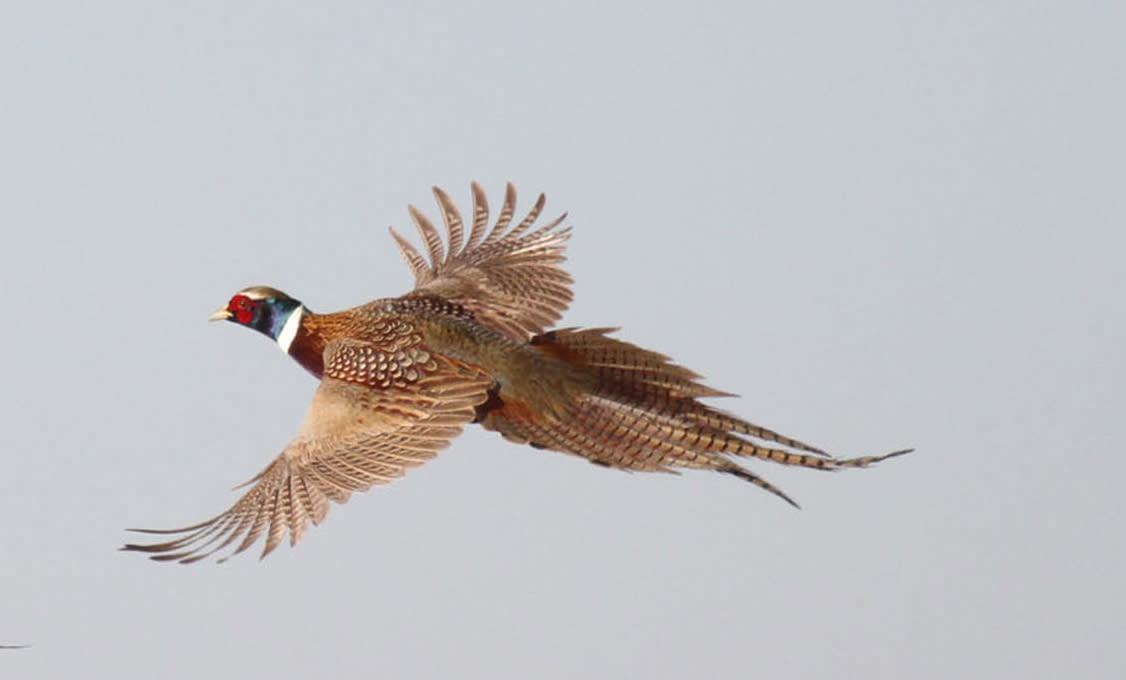 Pheasant