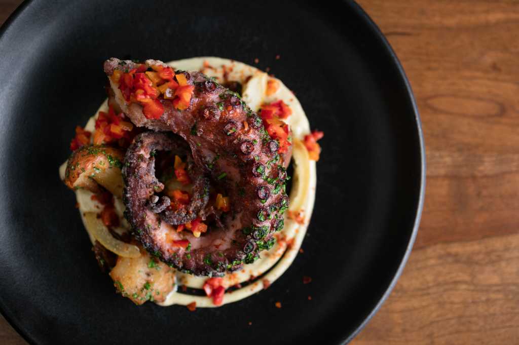 octopus