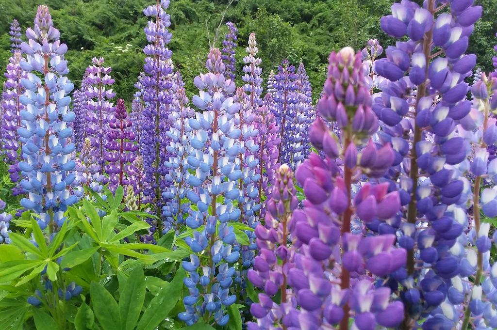In a Lupine Forest