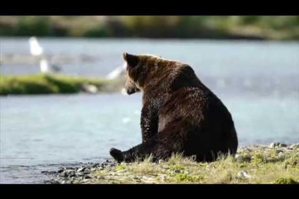 Discover Kodiak Destination Video
