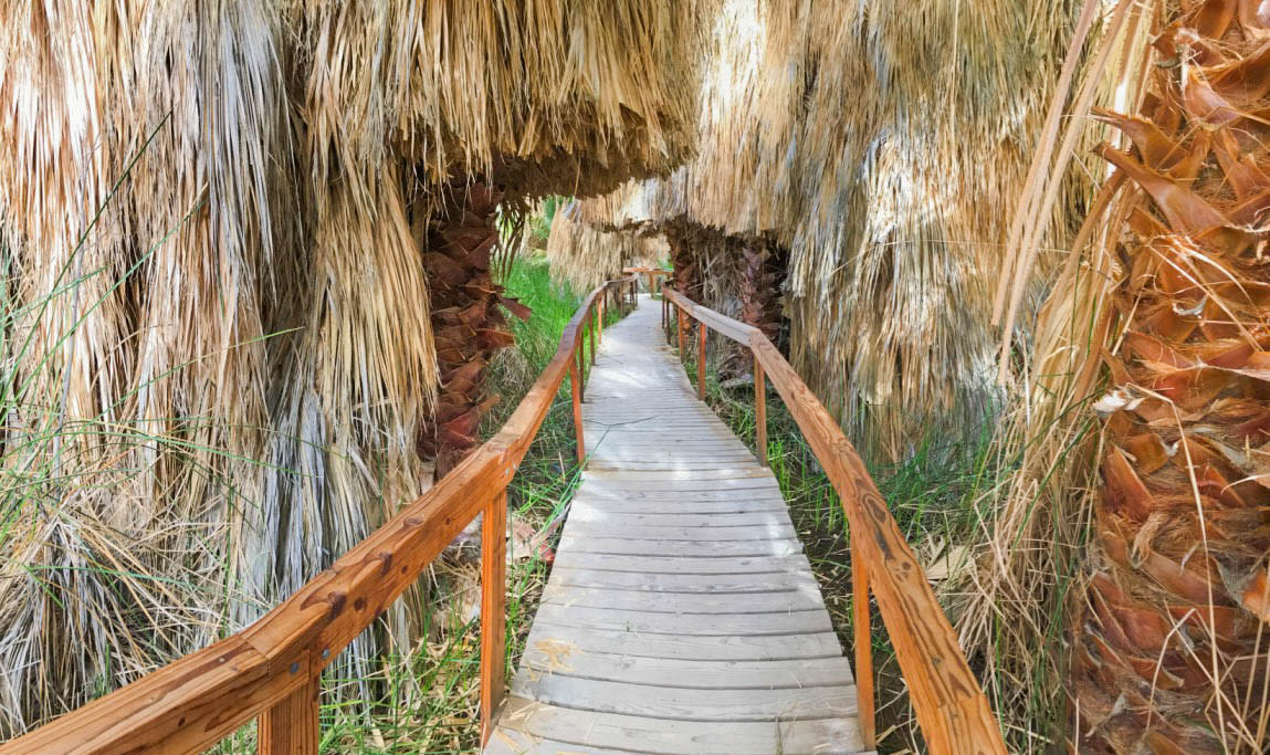 A Path At The Coachella Valley Preserve in Thousand Palms
