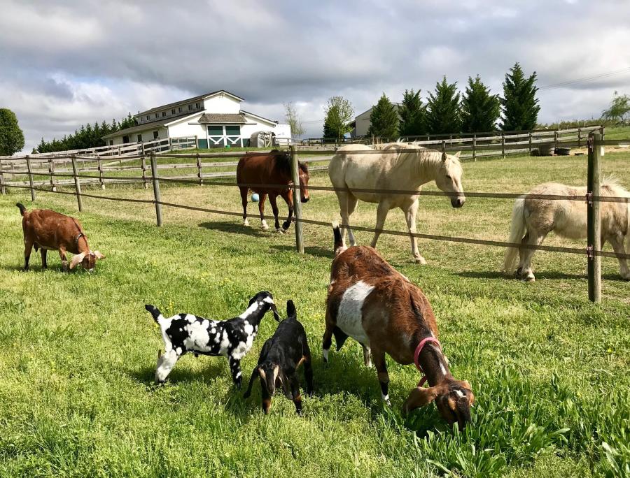 Horses and Goats at Hardscrabble Hollow Farm