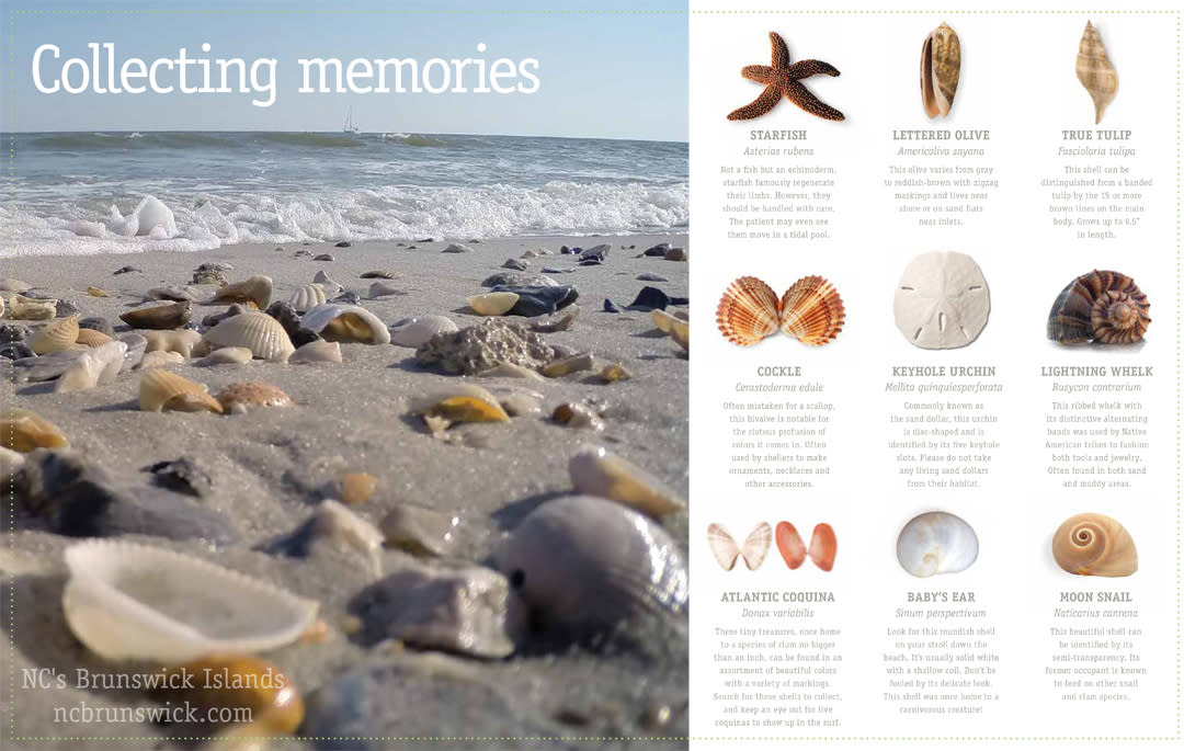 Brunswick Islands Shell Guide
