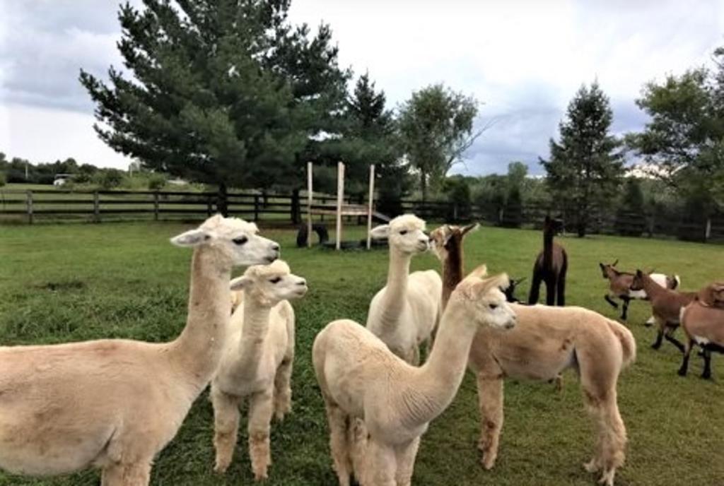 Alpaca's