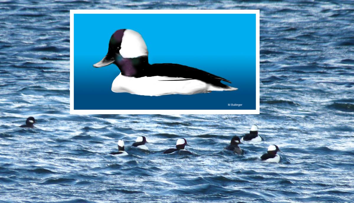 Buffleheads