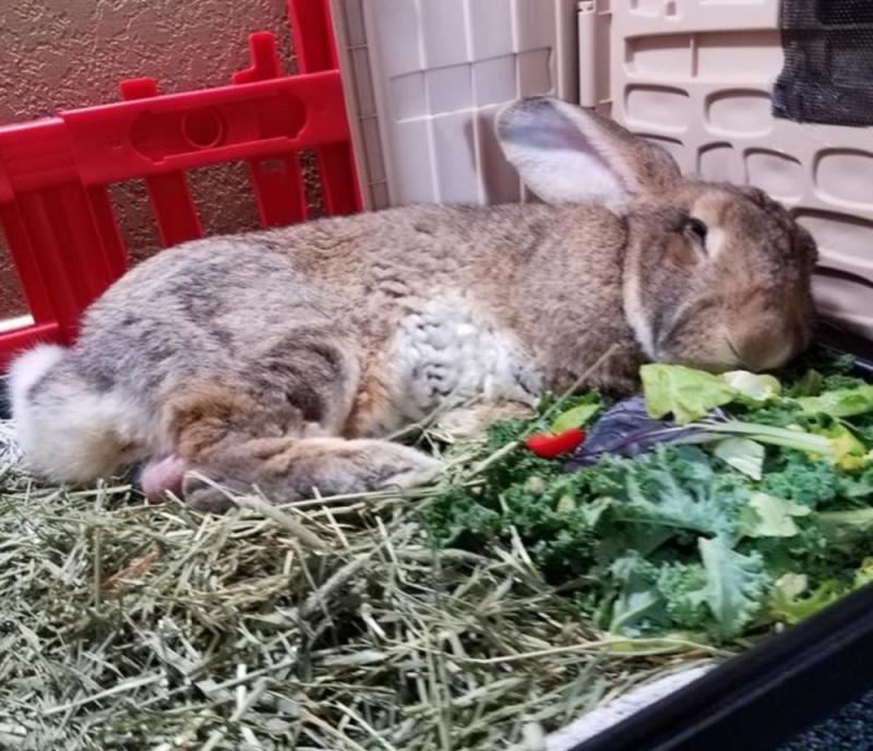 The Bunny Hutch
