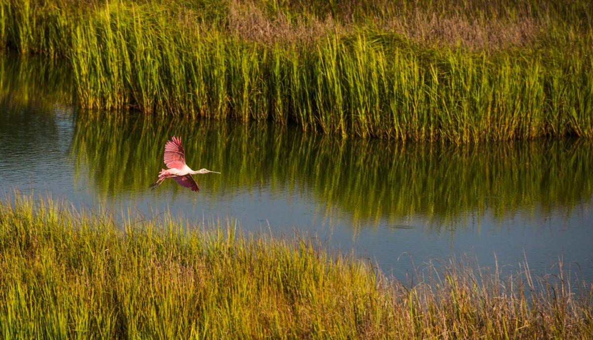 A roseate spoonbill glides across the marshes on Little St. Simons Island, GA