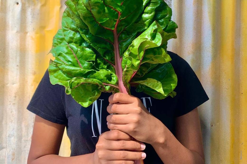 Greenhouse Garden - seasonal produce, captured by @j9mcc