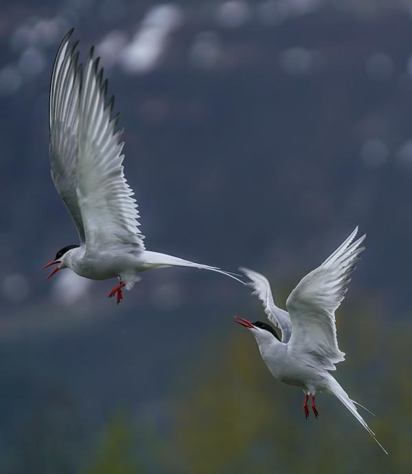 two Arctic Terns in a courtship flight