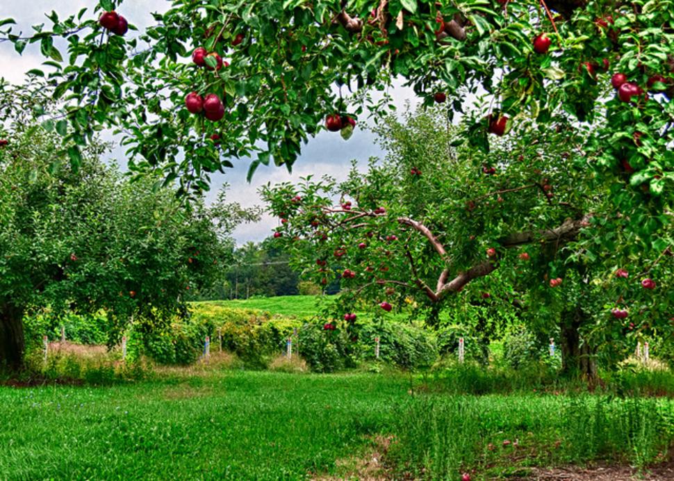 Cornell Orchards
