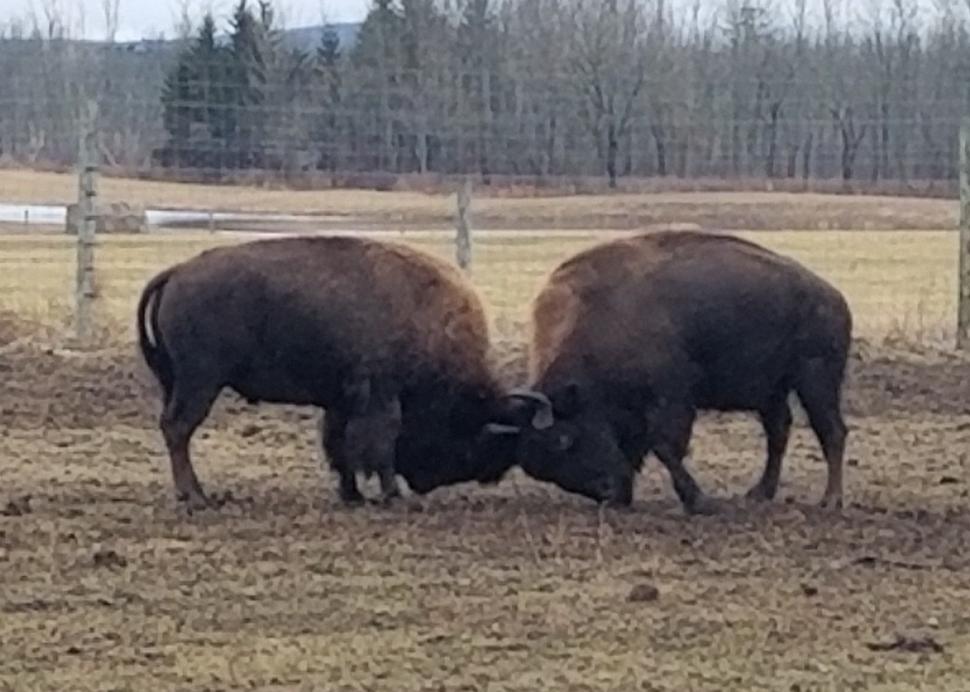 Bison Bulls at Mud Creek Bison Ranch