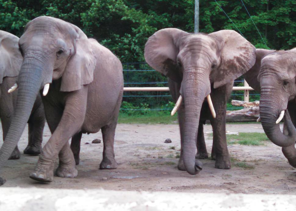 African Elephants at Seneca Park Zoo (photo credit Lindsay Brinda)
