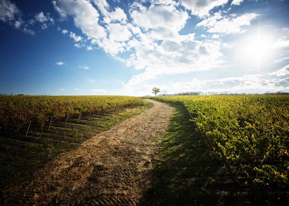 Vineyards