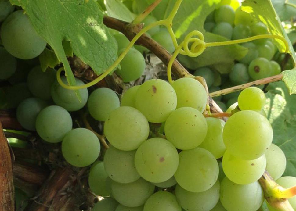 Cayuga Wine Trail - Photo Courtesy of Niagara Wine Trail USA