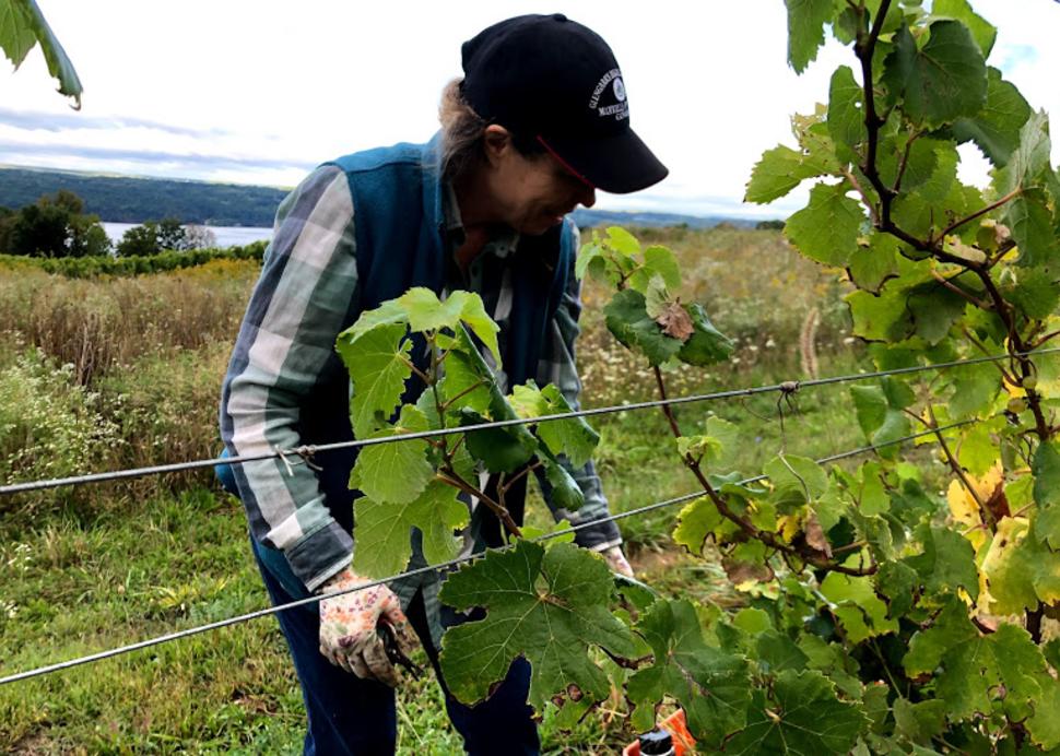 Hand harvest at Atwater Estate Vineyards