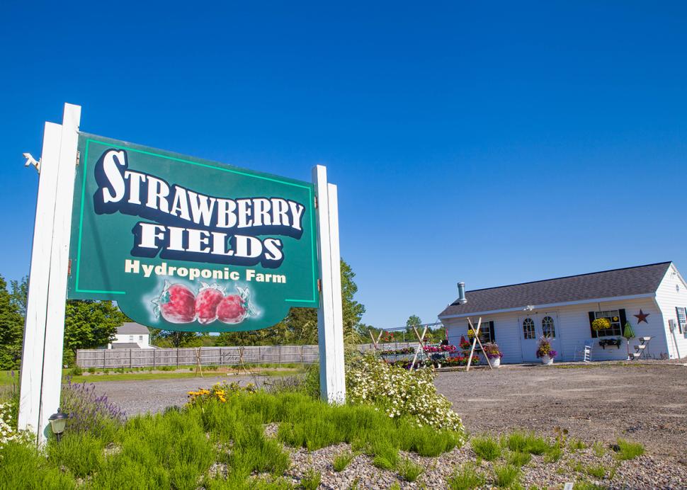 Strawberry Fields Hydroponic Farm