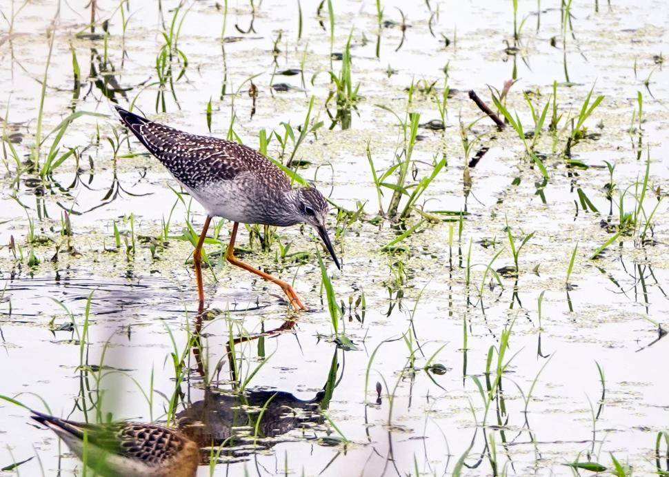 Montezuma National Wildlife Refuge