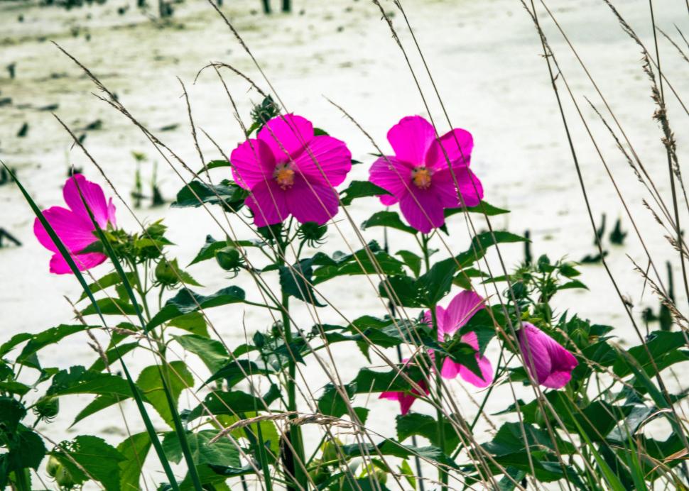 Montezuma National Wildlife Refuge